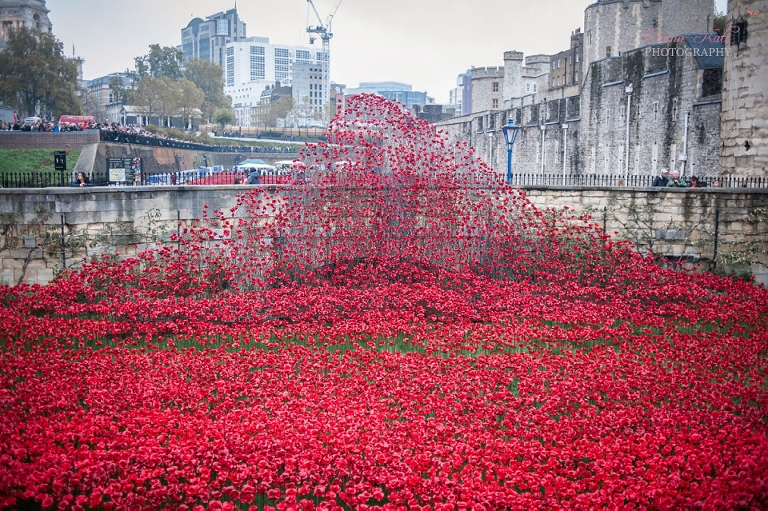 Tower of London poppies-2