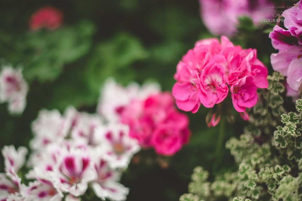 Hampton Court Flower Show-11