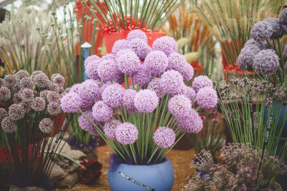 Hampton Court Flower Show-12