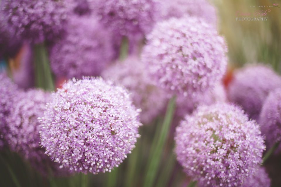Hampton Court Flower Show-13