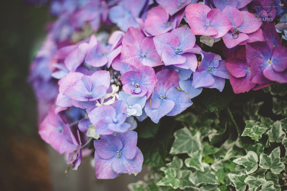 Hampton Court Flower Show-22