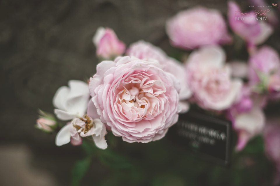 Hampton Court Flower Show-39