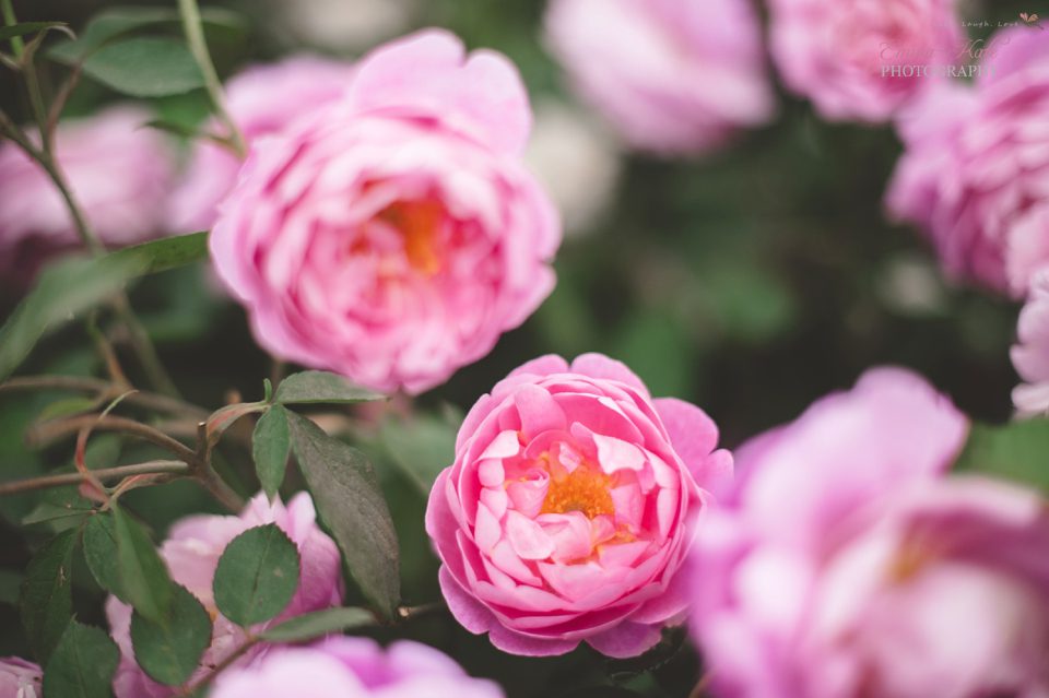 Hampton Court Flower Show-42