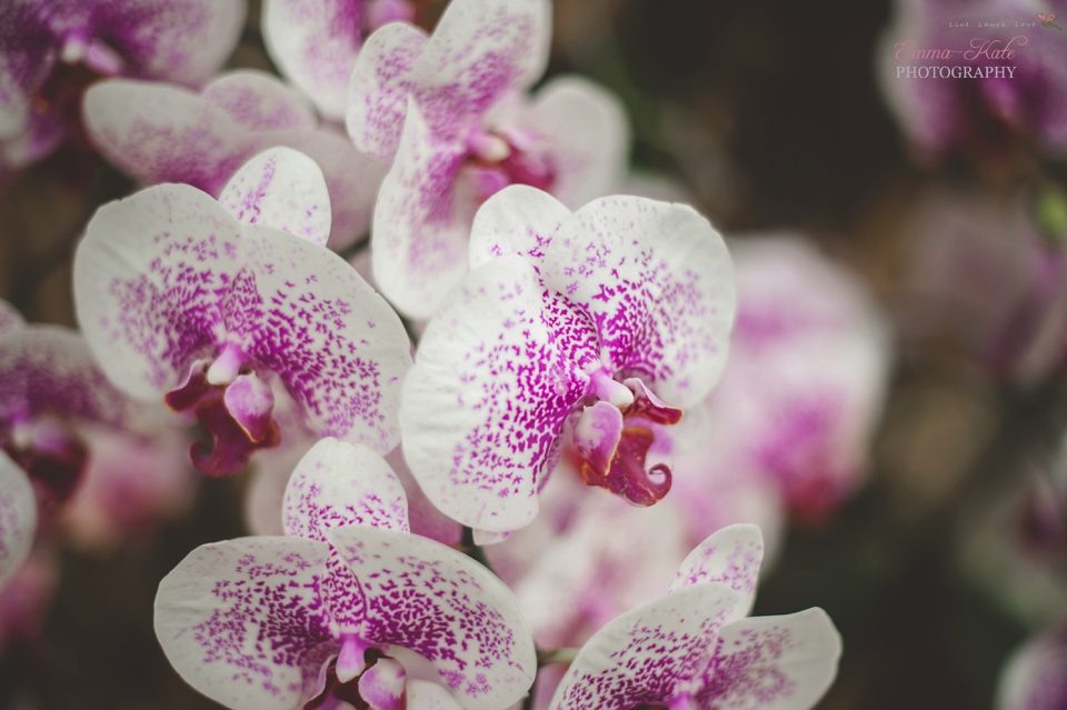 Hampton Court Flower Show-7