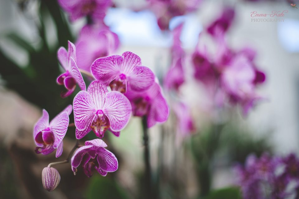 Hampton Court Flower Show-9