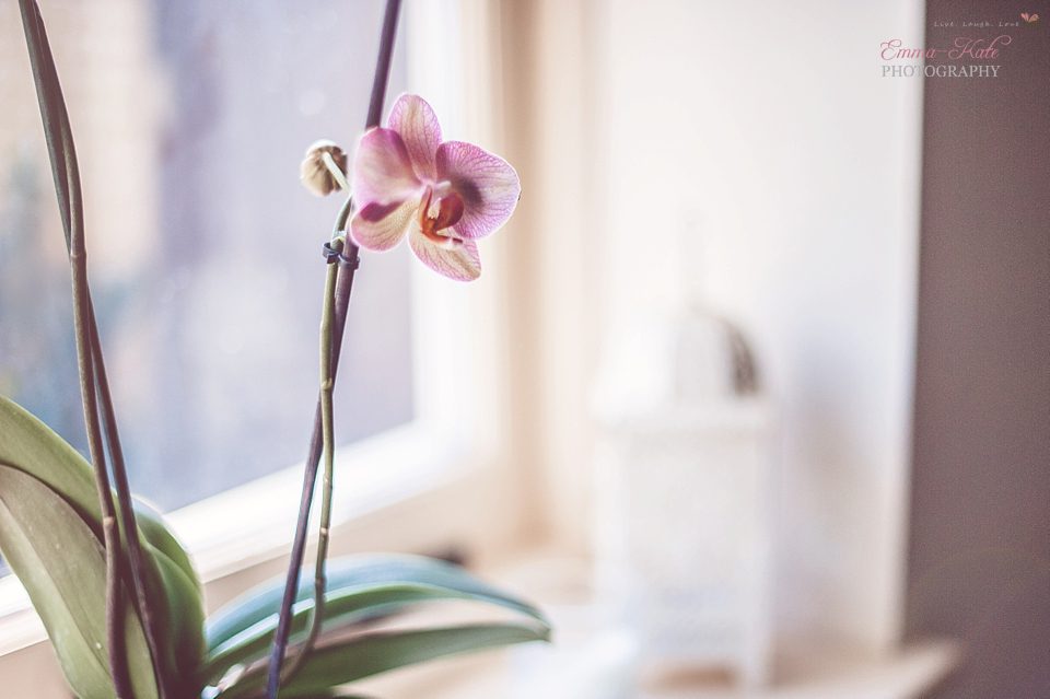 Robinsons - Mother's Day & Orchids-1-Edit